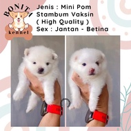 Mini Pom Snow White Stambum Anak Anjing Minipom Putih Pomeranian