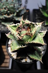 Agave 龍舌蘭 皇冠 側芽 塊根