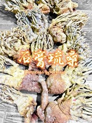 Dorstenia gypsophila 石膏琉桑