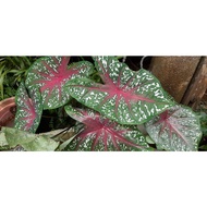 LIVE PLANT Keladi/ Caladium Red Star murah (5 ubi)