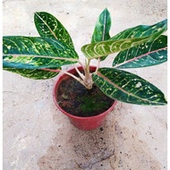 [TE6 REAL LIVE] AGLAONEMA WITH POT | KELADI HIASAN DALAM PASU
