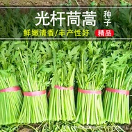 Artemisia Seeds Emperor Vegetable Seeds Fiber-Free Green Vegetables Leaf Vegetables Four Seasons Veg