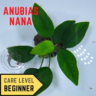 SG READY STOCK | CHEAPEST Anubias Nana on Rock (Barteri)