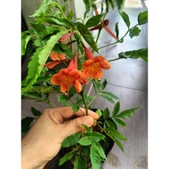 tecoma orange outdoor plants ready stocks