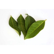 Fresh Fresh Bay Leaves - Bay Leaves, Delicious Cooking Spices