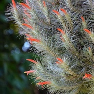 tanaman hias tillandsia funckiana