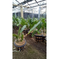 READY Anggrek Cattleya PraDewasa Bunga Besar Kloning - Tanaman Anggrek