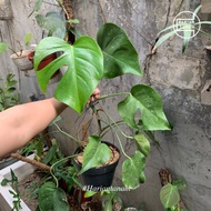 Monstera Deliciosa Borsigiana (Includes pot & media)