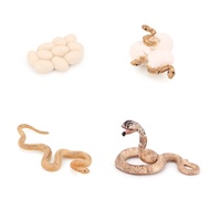 Hvogvok Cobra Growth Cycle, Animal Growth Cycle Biological Model Toys, Growth Stage Lifelike Cobra L
