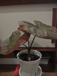 彩葉芋