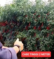 Benih Cabe Merah Keriting Tinggi 2 Meter 10 gr