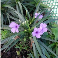 Purple Dwarf Tree (Dwarve's Blessing Sky) Black Bag 6 Inches There Are 3-4 Plants In A Bag.