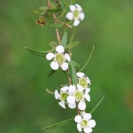 Leptospermum polygalifolium / Pokok Serai Kayu Wangi / Gelam Bukit / Cina Maki / China Maki  