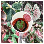 [LIVE PLANT] 🔥READY STOCK 🔥Keladi caladium import/strawberry star/ cat tumpah/mickey mouse/miss muffet/ black coral