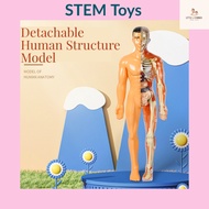 Kids Toys Human Body Anatomy Human Anatomy Educational Toys for Kids STEM Toys Science Education Toy