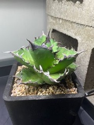 白排刺 嚴龍 龍舌蘭 agave