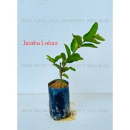 Benih Jambut Batu Lohan Plant