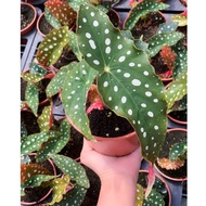 MC - BEGONIA MACULATA ( RARE PLANT )