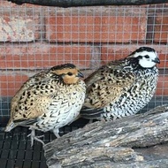 Puyuh Bobwhite Speckled Sepasang Burung Hias Import