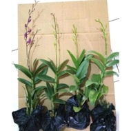 Paket murah 4 anggrek dendrobium -tanaman hidup Tanaman Hidup-,Bunga