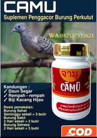 CAMU PIL PERKUTUT GACOR | SEHAT | MANGGUNG | SUPER | BANGKOK | KATURANGGAN | LOKAL | PUTIH MATA