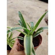 Pokok Gantung Berjuntai Bawah Spider Plant Hiasan Anak Pokok Spider Plant Spiderettes Indoor Pl Hang