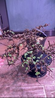念珠橄欖 念珠橄欖沒藥 Commiphora sp eyl  Commiphora sp eyl somalia