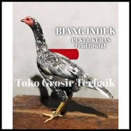 Ayam Bangkok Asli Pakhoy Brutal Pukul Keras Perusak Telur Tetas