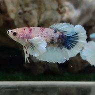 Female Half moon Dumbo Ear, Hm Dumbo Ear, Dumbo Ear