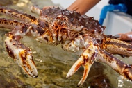 ส่งฟรี ปูอลาสก้าเป็นๆน้ำหนัก 3 kg Alive Alaska king crab 3kg (JP store by Supreme seafood)