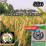 (5KG) Benih Padi CIHERANG BERUANG Bibit Padi Super Unggul