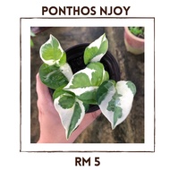 Ponthos Njoy (Batik)