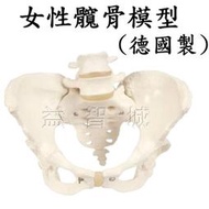 益智城《女性髖部模型/骨頭模型/教學人體骨骼模型》女性髖骨模型/骨盆骨骼模型/女性骨盆模型(德國製)