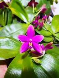 Phal violacea sumatra（荧光蝴蝶兰）