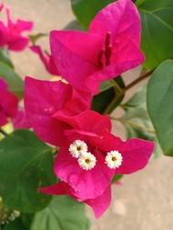 Bougainvillea Red King (1 FT. - Rare Plnt Limited Stock)FREE garden soil pot - TGC