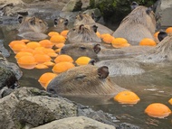 ทัวร์ชมภูเขาโอ무โระ (Mt.Omuro) และสัมผัสความน่ารักของคาปิบารา จากโตเกียว