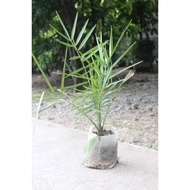 ○┅Dates Fruit (Palm Tree) Seedling