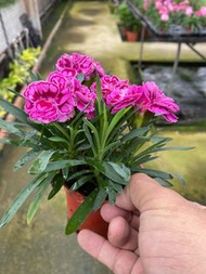 康乃馨 石竹 母親節花卉3吋2024/4月物一拍室內植物盆栽 送禮盆栽~ 室內辦公室盆栽 開幕喬遷開店賀禮(22445）