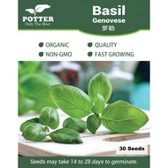 Potter - Basil Genovese herb seeds, 30 seeds [Local Seller! Fast Delivery!]