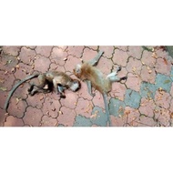 liquid kontrol babi hutan / biawak / monyet / kera