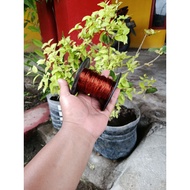 0.9mm enamel copper 3 ounces