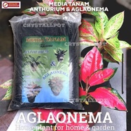 anthorum aglaonema