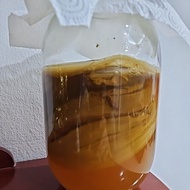 fresh kombucha scoby kombucha菌