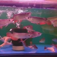 Arwana Arowana Golden Red (RTG)