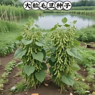 [现货]{热卖}大粒九月鲜九月寒晚熟毛豆种子高产鲜食重阳豆菜用毛豆蔬菜种子Large September fresh September cold late maturing edamame seed