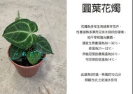 心栽花坊-圓葉花燭/5吋盆/綠化植物/室內植物/觀葉植物/售價300特價250