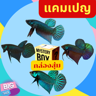 Betta กล่องBettaปลากัด จับ1ตัว หลายสายพันธุ์ในไทย สีเขียว สายป่าอื่นๆ ส่งด่วนเดินทาง2-3วัน รับประกันสินค้า100%