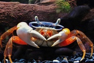 Rainbow Crab /Live Crab / Freshwater /彩虹蟹 /活螃蟹/宠物螃蟹{Sin Quan Aquaculture Enterprise}