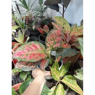 (2) Aglaonema Varieties Uprooted Live Plants (LUZON ONLY)