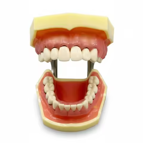 Oral Model, Periodontal Pathology Dental Teaching Model, Calculus Scaling Manikin, Premium Medical S